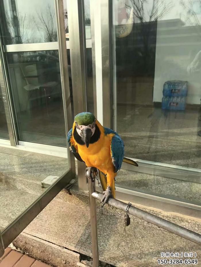 定制鸚鵡雕塑，鳥禽擺件，彩繪仿真工藝