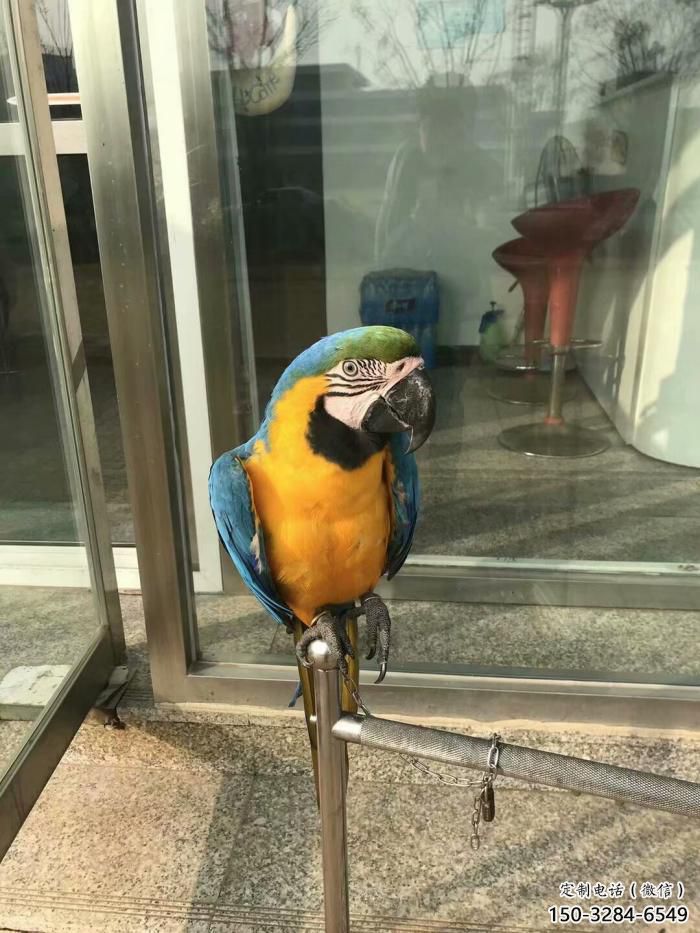 選用鸚鵡雕塑，鳥禽擺件，彩繪仿真工藝