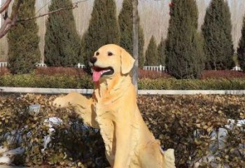 室內(nèi)哈巴狗雕塑，拉絲海洋雕塑，抽象效果