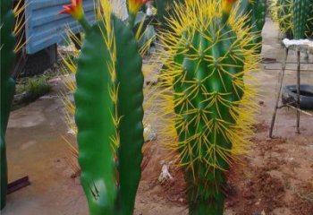 彩繪仙人掌雕塑 仿真雕塑 步行街擺件